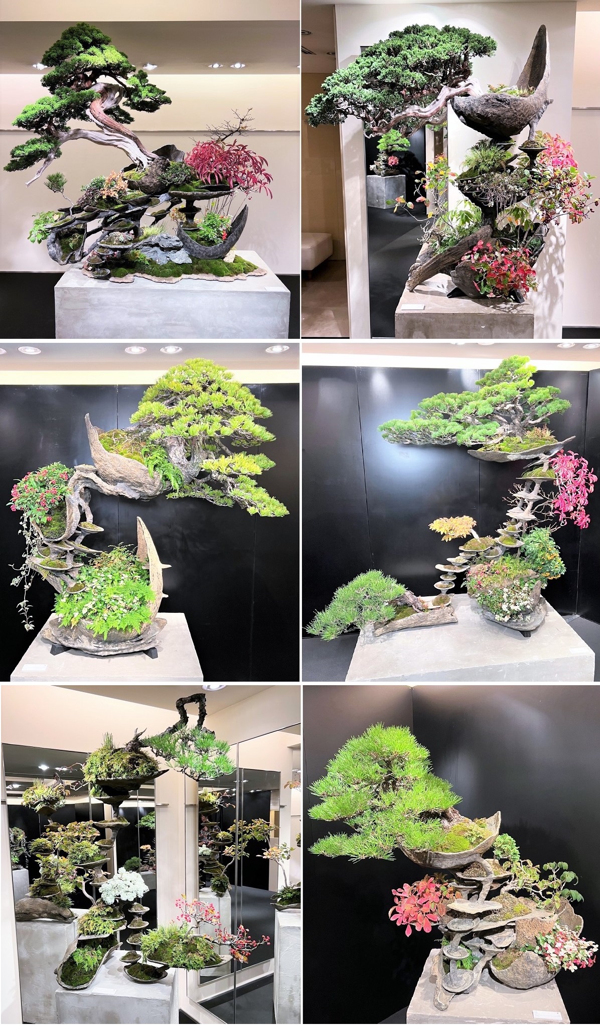 K129 催事イベント Bonsai Exhibition by Masashi Hirao「千変万化