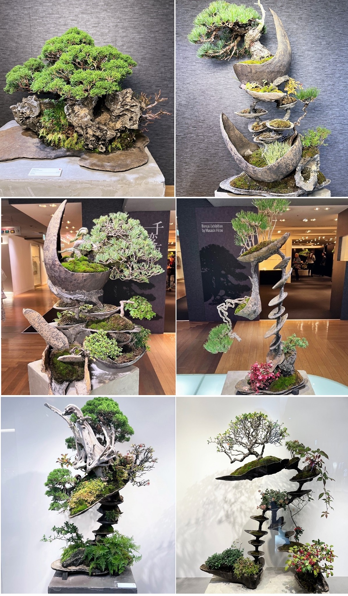 K129 催事イベント Bonsai Exhibition by Masashi Hirao「千変万化