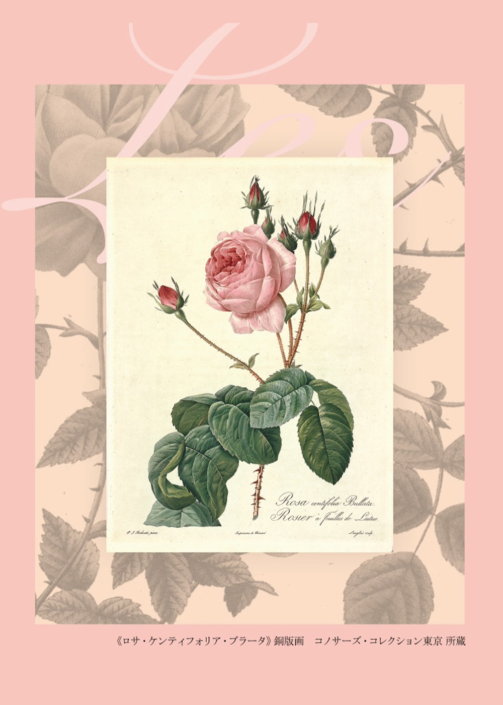 D182 マリー・アントワネットとナポレオン皇妃ジョゼフィーヌが愛した